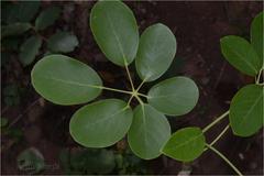 Schefflera stellata